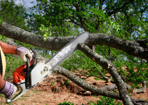 Best Fruit Tree Pruning  in Ishpeng, MI